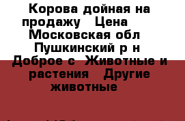 Корова дойная на продажу › Цена ­ 1 - Московская обл., Пушкинский р-н, Доброе с. Животные и растения » Другие животные   